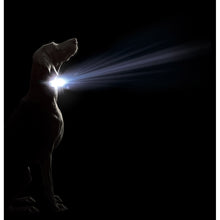 Dog collar Dog Gone Smart Black 12 Light