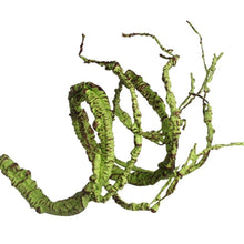 Tropical Rainforest Reptile Habitat Kit