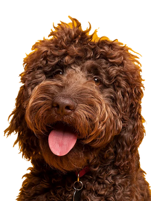 Antler Pumpkin Biscuits