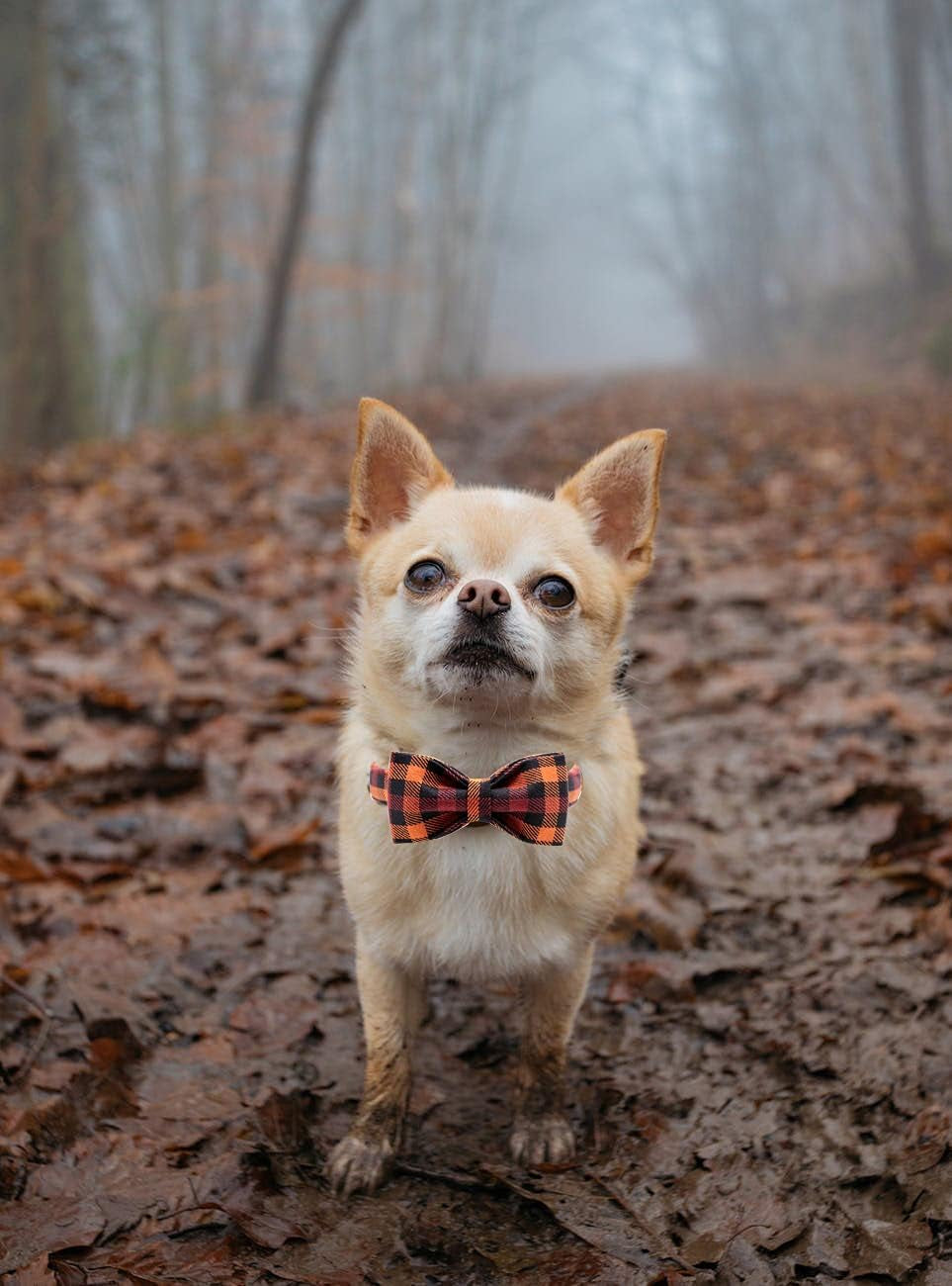 Charming Bowtie Dog Collar