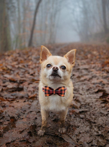 Charming Bowtie Dog Collar