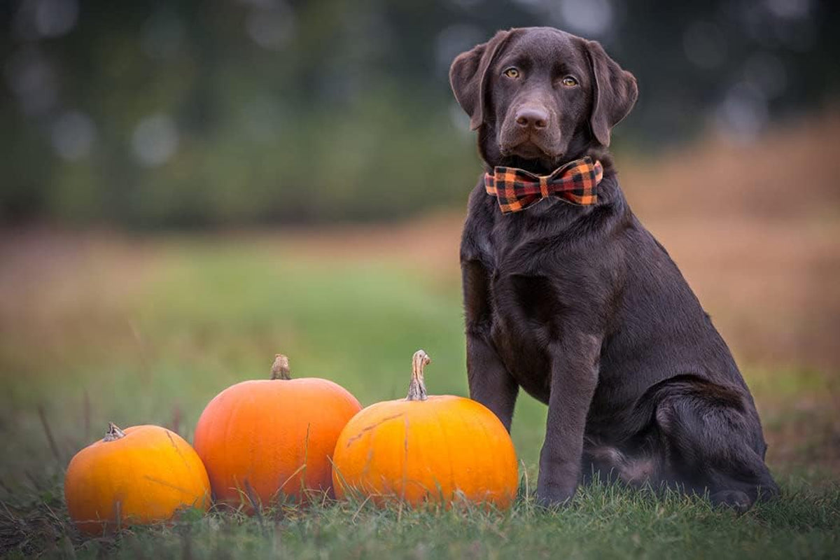 Charming Bowtie Dog Collar