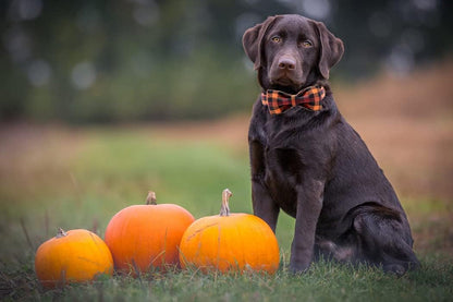 Charming Bowtie Dog Collar