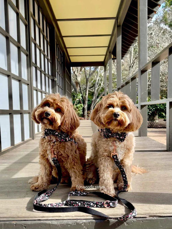 Stylish Charlie Dog Collar & Dog Bowtie Set