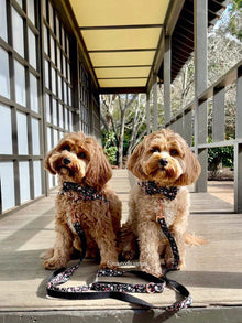 Charlie Dog Collar, Dog Collar & Dog Bowtie (Set) – by The Paw Co.