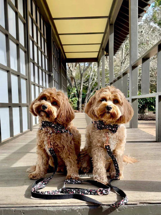 Charlie Dog Collar, Dog Collar & Dog Bowtie (Set) – by The Paw Co.