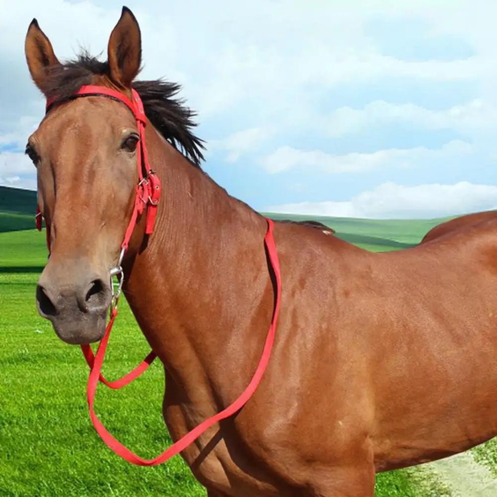 Horse Halter Adjustable Chin Horse Halter Plush Padded Horse Training Equestrian Accessory Adjustable Buckle Horses Halter